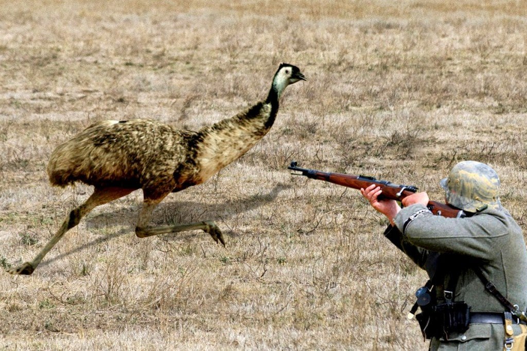 What Was The Emu War Australia And What Was The » Science ABC