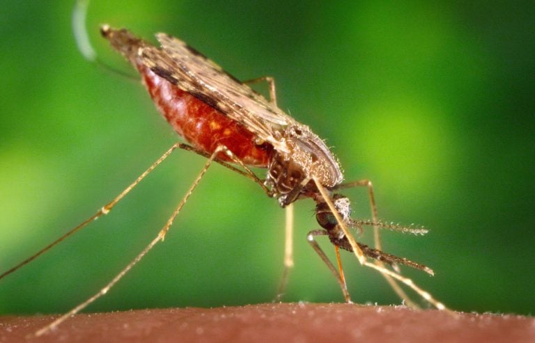 Are Mosquitoes That Carry Malaria Parasites Also Affected? » ScienceABC