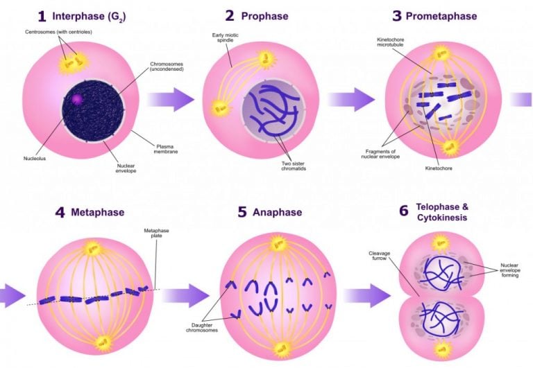 A Diagram Of The Mitotic Phases 768x531 