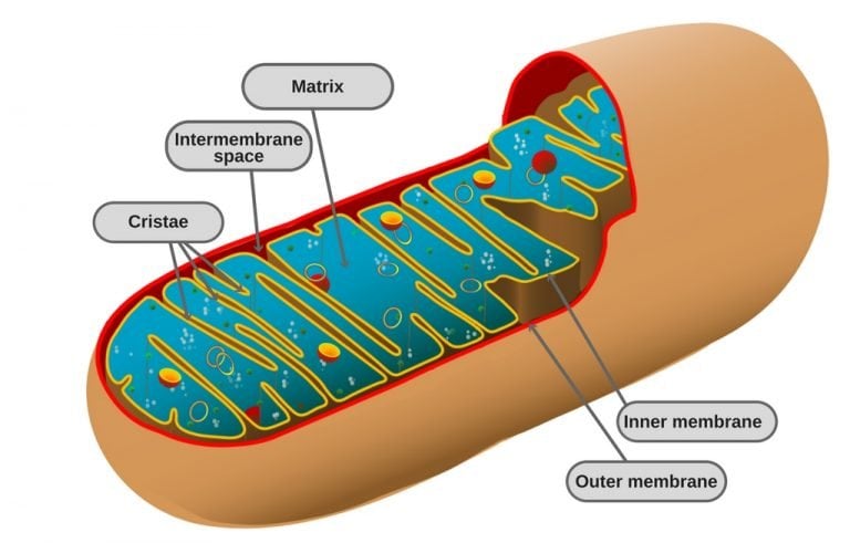 Mitochondria: Structure, Function, And Aerobic Respiration