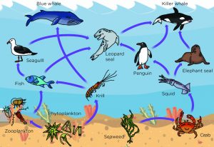 What is Phytoplankton?