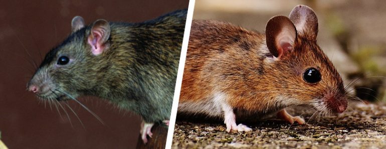 What's The Difference Between Rats And Mice?