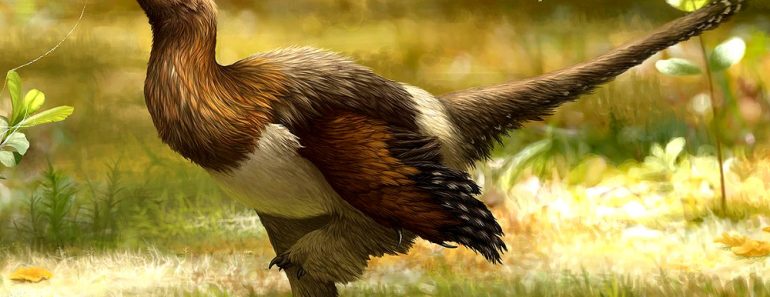 Serikornis paravian dinosaur