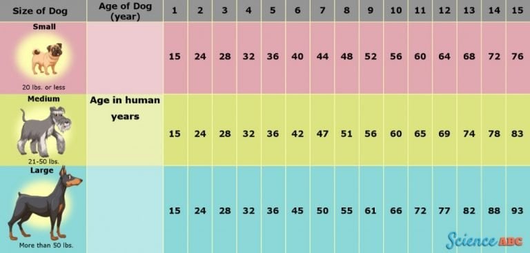 how to determine a dog's age in human years