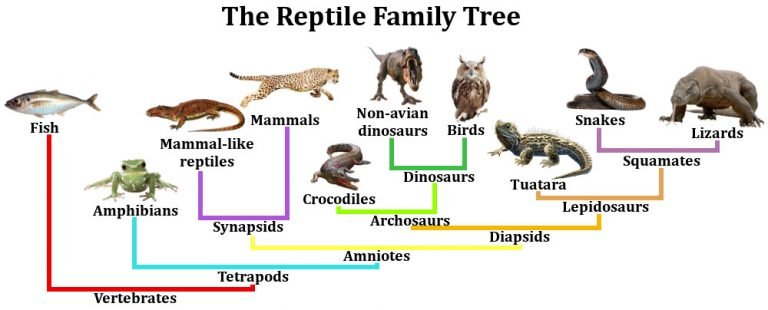 Les oiseaux sont-ils vraiment des reptiles ? | Natuurondernemer