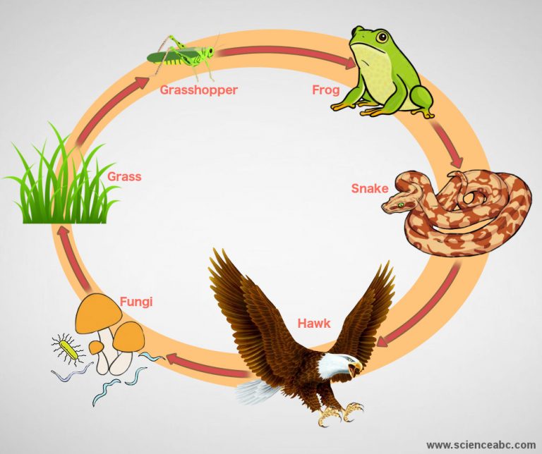 Poison Vs Venom: What’s The Difference Between Venom And Poison’?