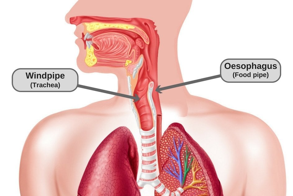 Why Does Drinking Water Soothe Coughing And Dry Throats Science ABC