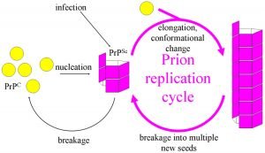 Prions: Definition, Structure, Function, Replication And Diseases