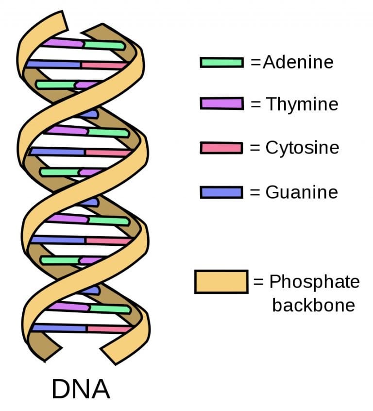 DNA Replication: Steps, Process, Diagram And Simple Explanation