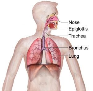 Coughing: How And Why Do We Cough? » ScienceABC