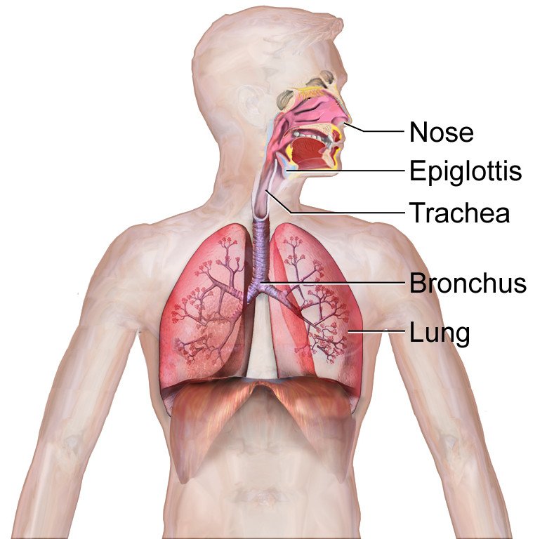 real human respiratory system