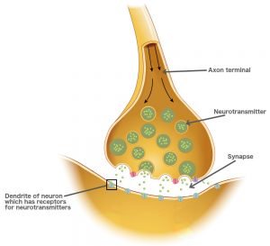 What Is A Synapse? What Is A Neurotransmitter? How Do They Work?