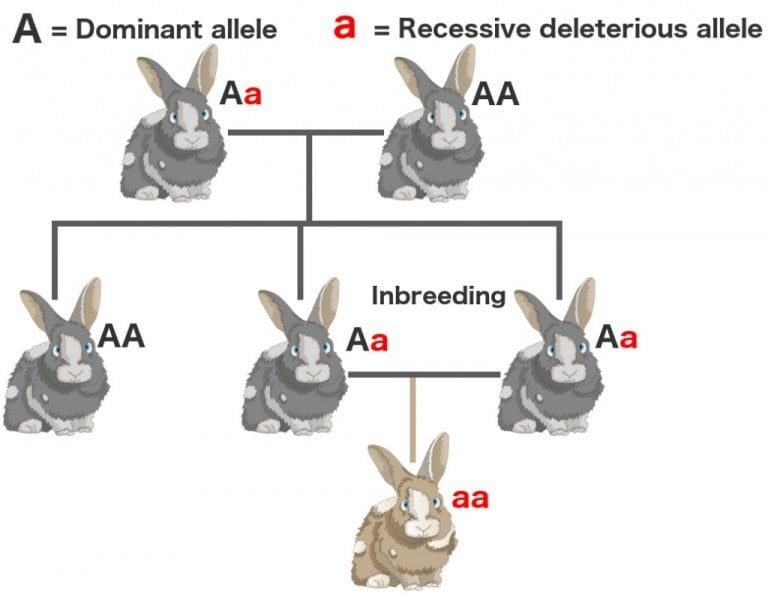 Why Is Inbreeding Depression Bad