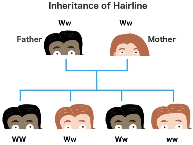 inbreeding-and-inbreeding-depression-definition-and-dangers-involved