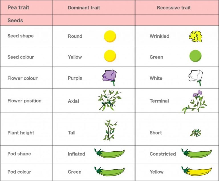 mendel-s-laws-law-of-independent-assortment-segregation-dominance