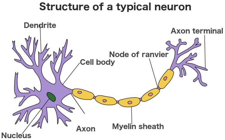 What Is A Synapse? What Is A Neurotransmitter? How Do They Work?