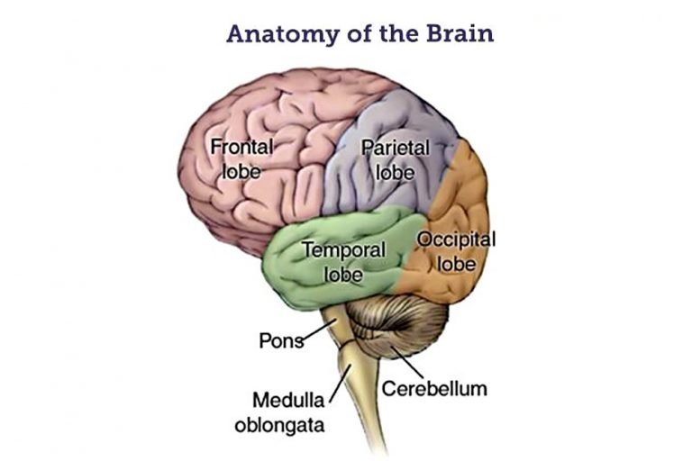 brain stem definition