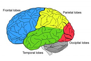 Cerebrum: Definition, Anatomy And Function