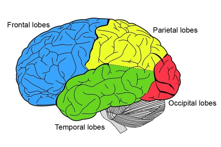 Cerebrum Definition Anatomy And Function 7093