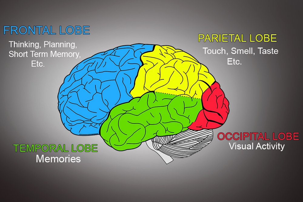 Cerebrum Definition Anatomy And Function