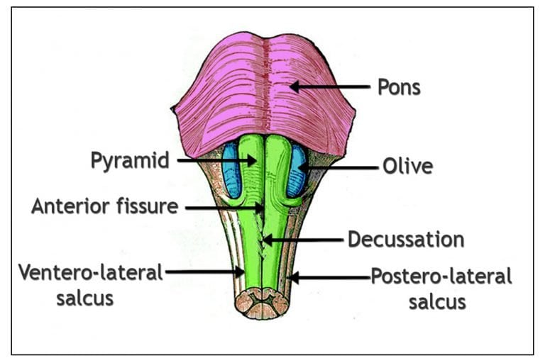 medulla-oblongata-definition-structure-and-functions