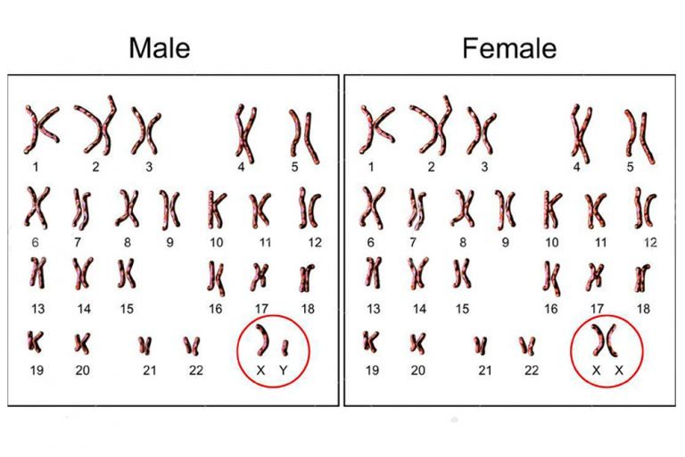 Male Chromosome Why Do Males Need An X Chromosome 