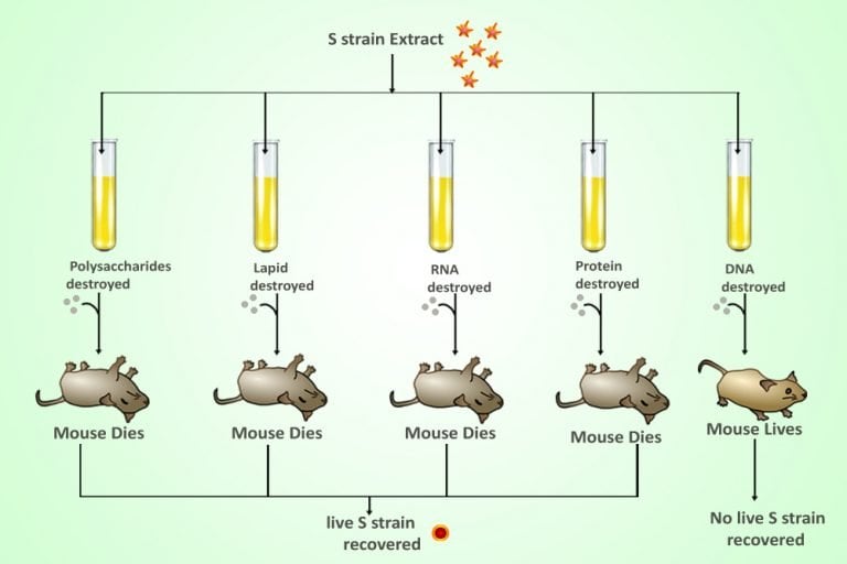 Avery, Macleod And McCarty; Hershey-Chase DNA Experiments