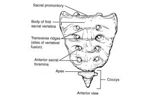 Vertebrae Different Types: Cervical, Thoracic, Lumbar, Sacrococcygeal