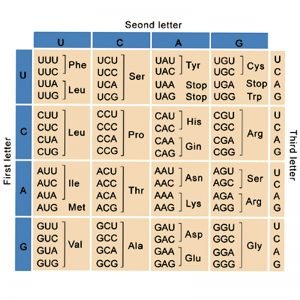 Mutation: Definition & Types (Missense, Nonsense, Deletion, Insertion Etc)