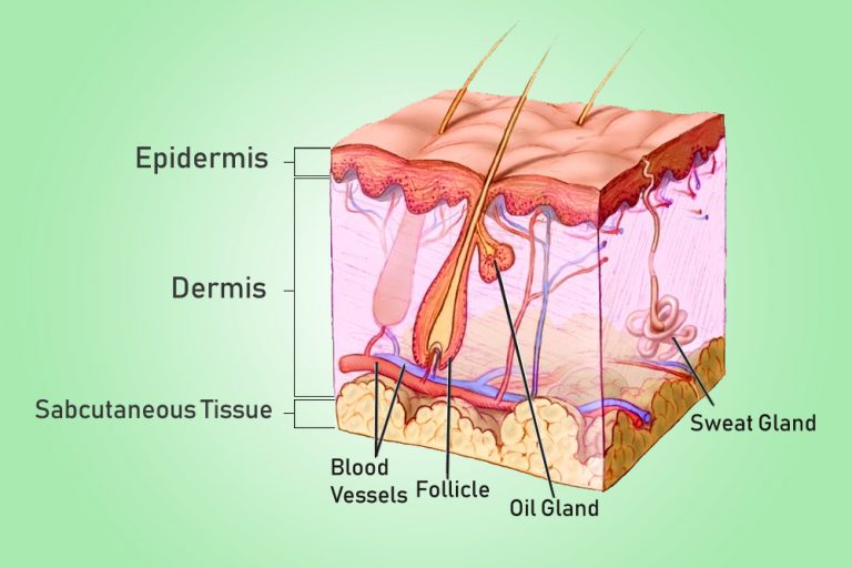 Human Skin Function What Does Human Skin Exactly Do?