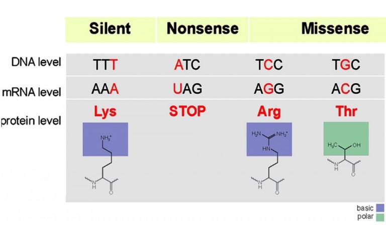 mutation-d-finition-et-types-missense-nonsense-deletion-insertion