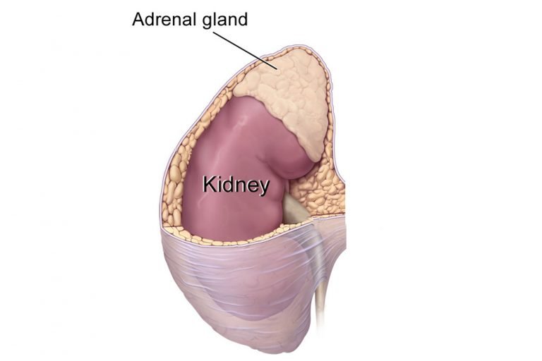 Endocrine Vs Exocrine Gland: Defintion, Functions And Differences