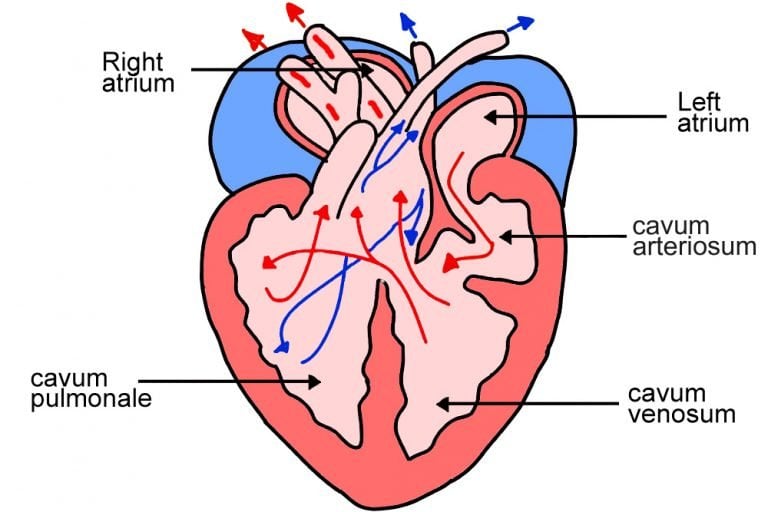 Two & Three Chambered Hearts: How Do They Work? » ScienceABC