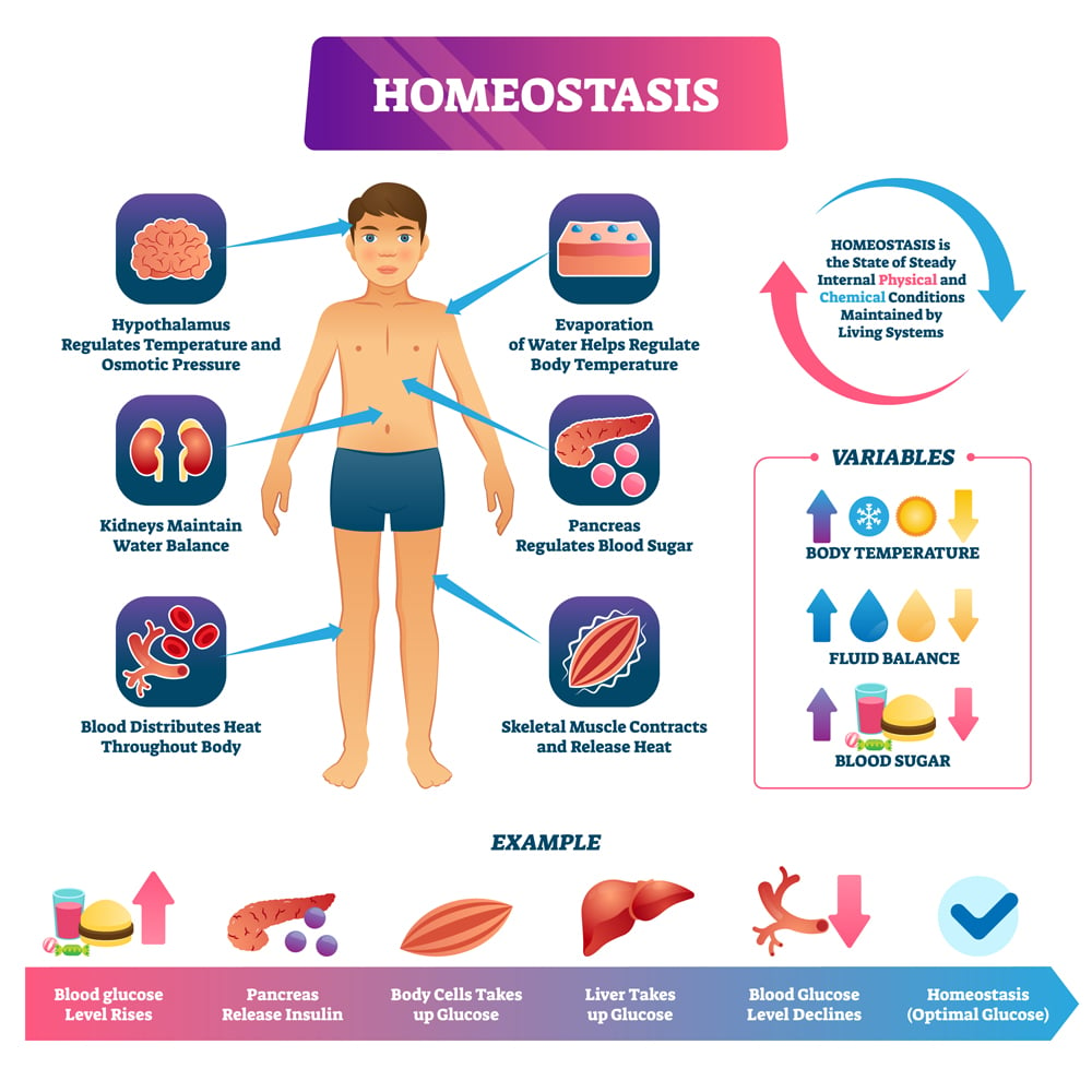How To Maintain Homeostasis