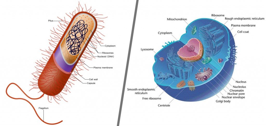 What Is The Difference Between Eukaryotic And Prokaryotic Cells 