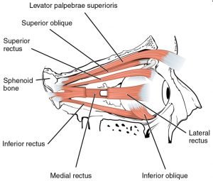 Orbicularis Oculi: Definition, Function, Location, And Anatomy