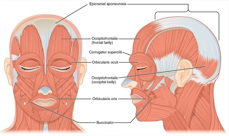 Orbicularis Oculi: Definition, Function, Location, And Anatomy