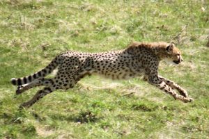 Cheetah Vs Human: Why Can't Humans Run As Fast As Cheetahs?