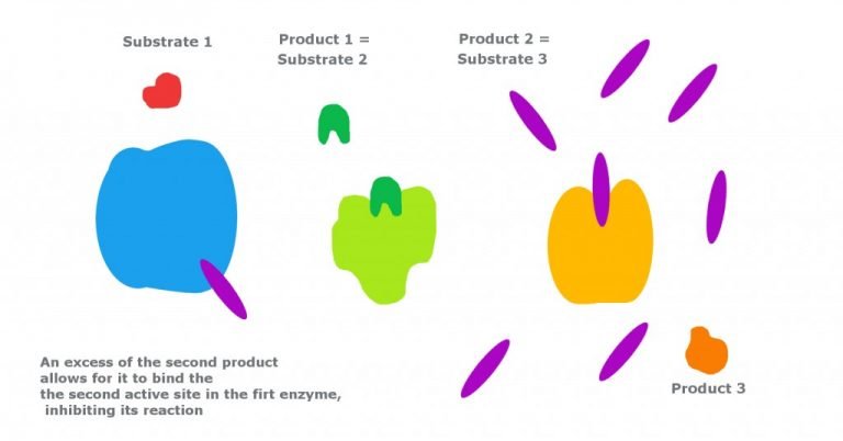 feedback-inhibition-definition-example-and-a-brief-explanation