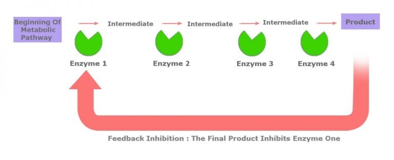 Feedback Inhibition: Definition, Example And A Brief Explanation