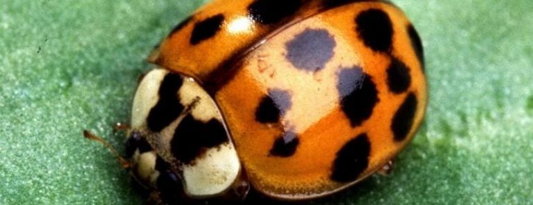 Beetle Diet: What Do Beetles Eat?