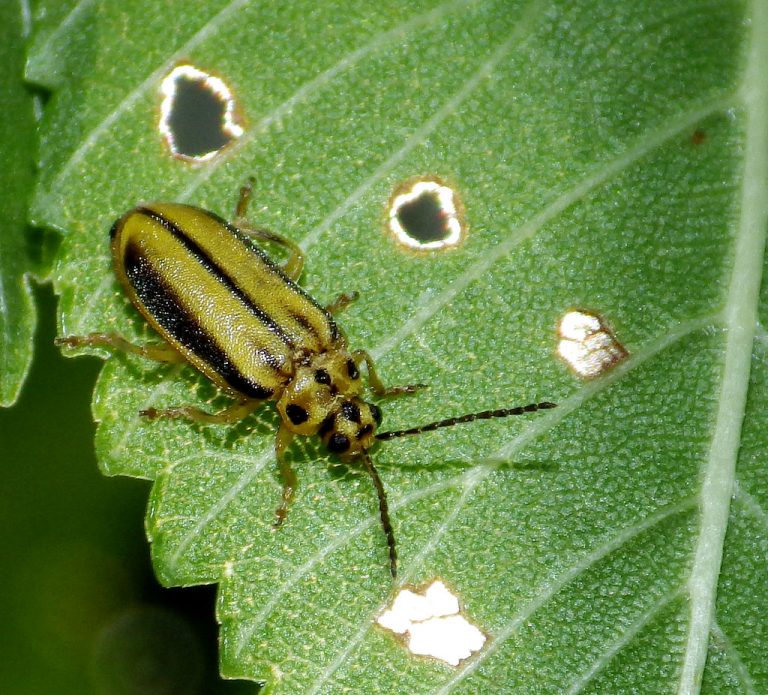 Beetle Food What Do Beetles Eat?