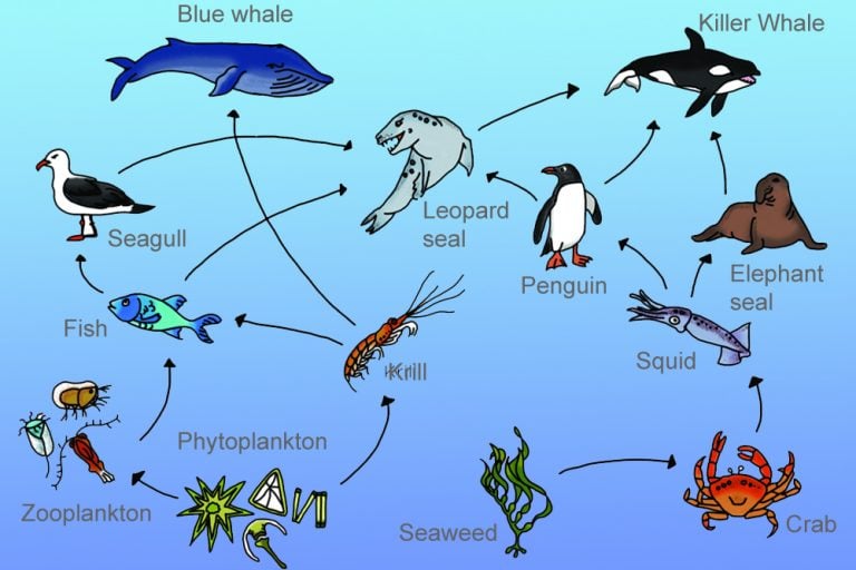 Aquatic Food Chain: What Happens To Dead Bodies Of Aquatic Animals?