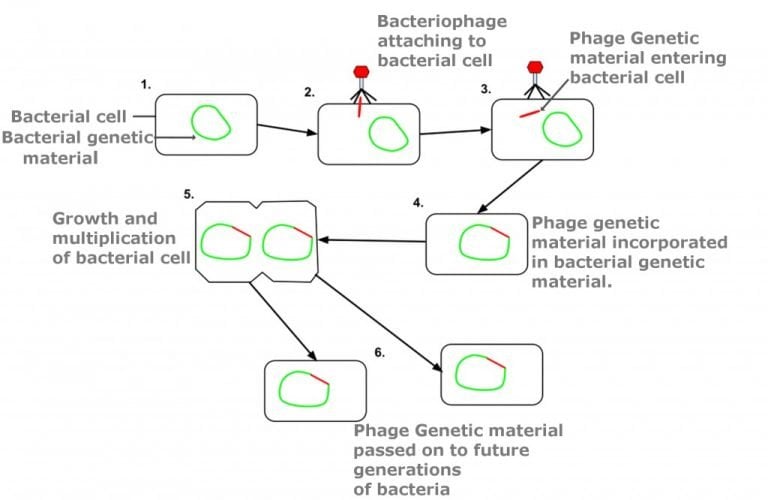 Bacteriophage Definition And Therapy Science Abc