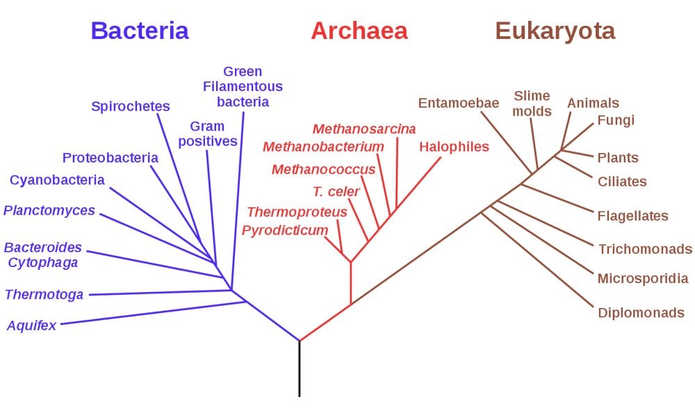 Archaea: Definition, Characteristics And Examples