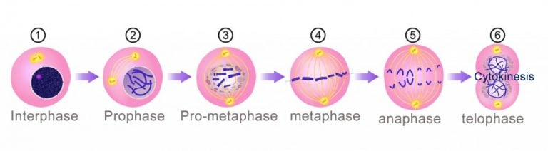 Cytokinesis: Definition, Steps, and Significance