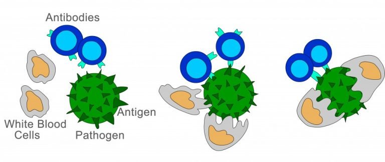 phagocytosis-definition-steps-types-and-a-simple-explanation