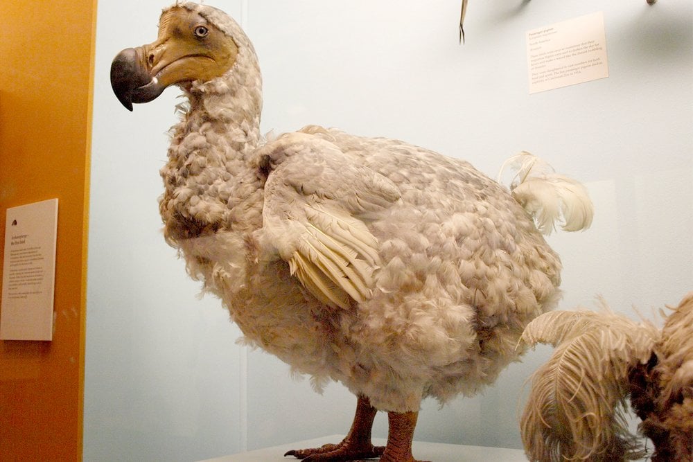 dodo bird extinction date