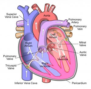 How Does The Heart Pump Blood? » ScienceABC