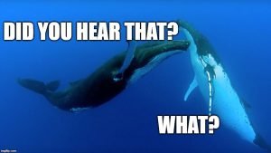 Military Sonar And Its Effect On Whales » ScienceABC